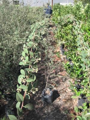 Cotoneaster Parnelli
