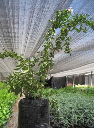 Abelia Grandiflora