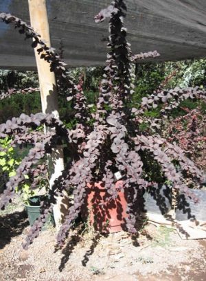 Berberis púrpura (Berberis thumberii atropurpurea)