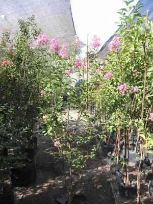 Crespón (Lagerstroemia indica)