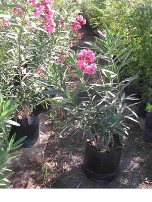 Laurel de flor (Nerium oleander)