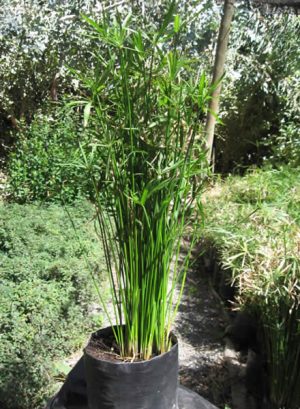 Papiro enano