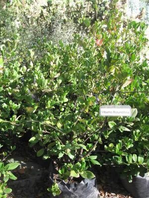 Viburnum rotundiflora